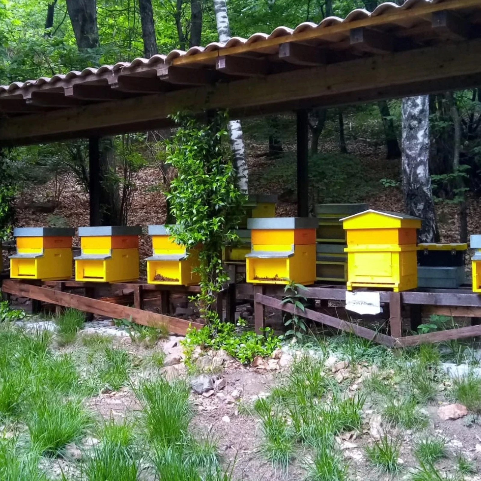 Le arnie dell'apiario nel bosco dell'agriturismo